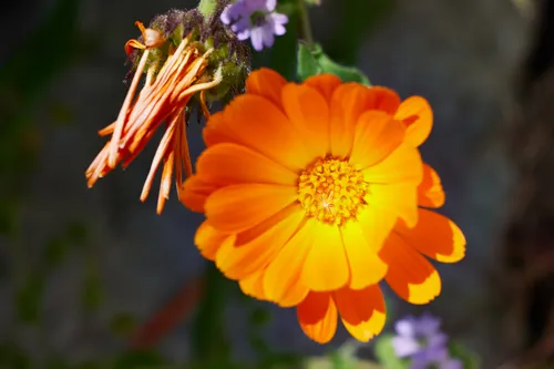 This still life photograph captures the vivid orange petals of a Calendula officinalis, commonly known as English marigold or pot marigold, in bloom during a sunny spring afternoon. The image focuses on the intricate structure of the marigold flower, showcasing its bright color and detailed pattern with clear emphasis on the plants in the foreground. Taken in natural daylight, the photograph highlights both the fresh, fully open blossom and a nearby marigold flower in the process of wilting, reflecting the lifecycle of Calendula officinalis in a spring garden setting.